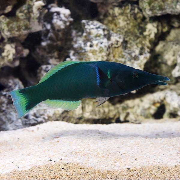 Green Bird Wrasse Lg