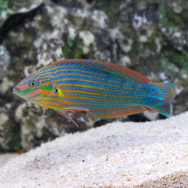 Melanurus Wrasse male