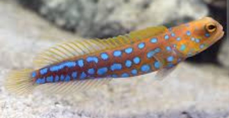 Jawfish