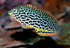 Leppard Wrasse