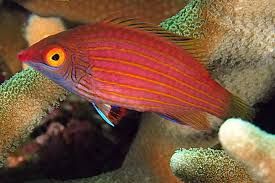 Pink Strip Wrasse
