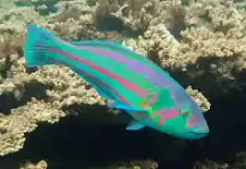 Surge Wrasse Lg