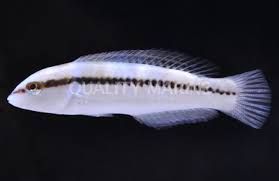 Silppery Dick Wrasse