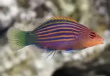 Six Line Wrasse M/S