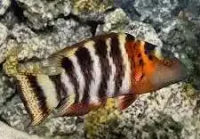 Red Breast Wrasse
