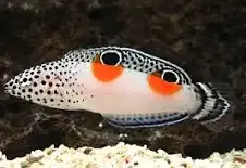 Twin Spot Coris Wrasse