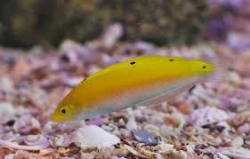 Yellow White Coris Wrasse