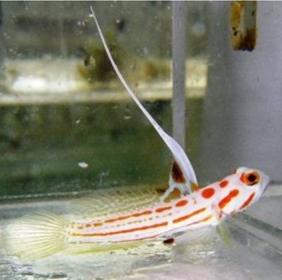 Goby