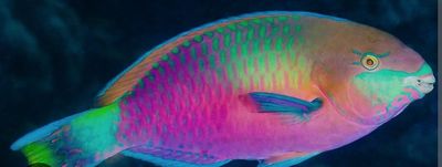 Parrot Fish