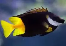 Fiji foxface M