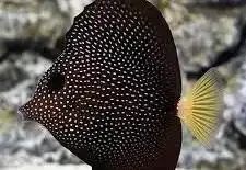 Gem tang