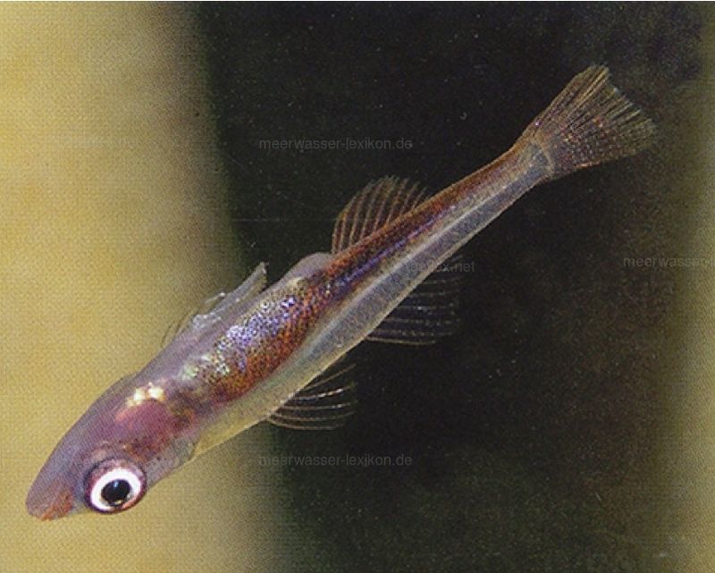 Upside down goby