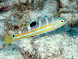 Pudding Wife Wrasse