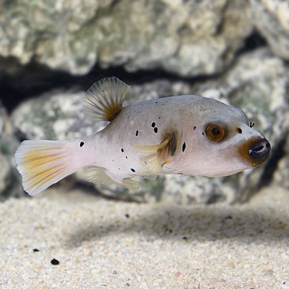 Arothron Dog Face Puffer M