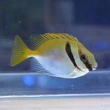 Two Barred Rabbit Fish