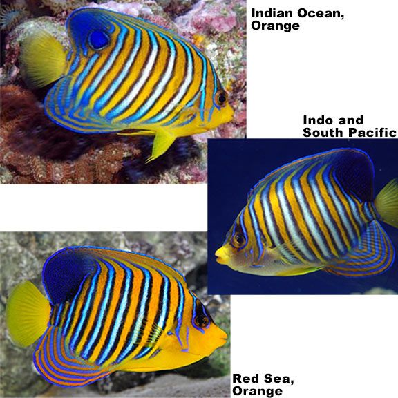 Regal Angelfish Indian Ocean M