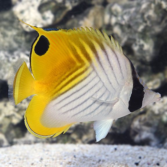 Auriga Butterflyfish SM