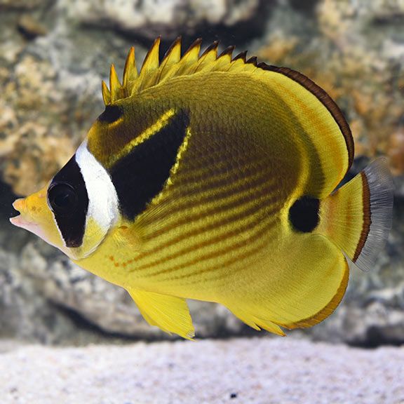 Raccoon Butterflyfish S