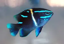 Neon Velvet Damsel