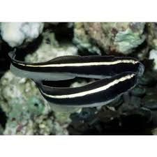 Engineer Goby
