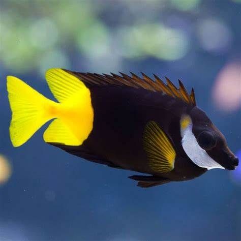 fiji foxface L