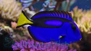 Blue Hippo Tang S