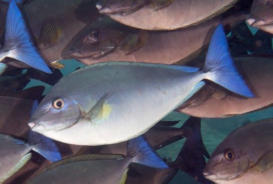 Bluetail Unicornfish