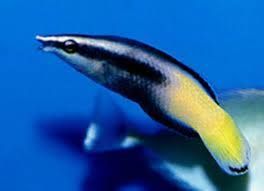 Bi Color Cleaner Wrasse