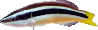 yellow cleaner wrasse