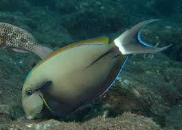 EPAULETTE TANG XLG