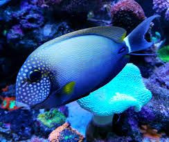 Freckled Face Tang
