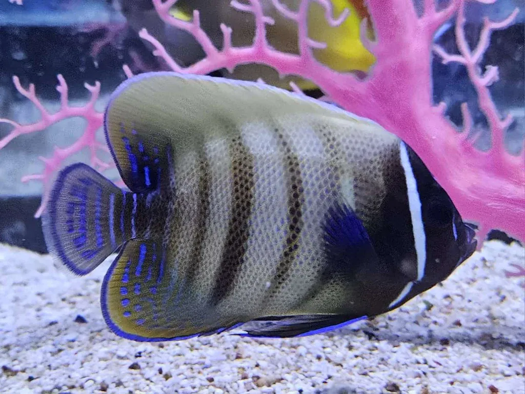 ANGEL:SIX BAR,JUV. MED