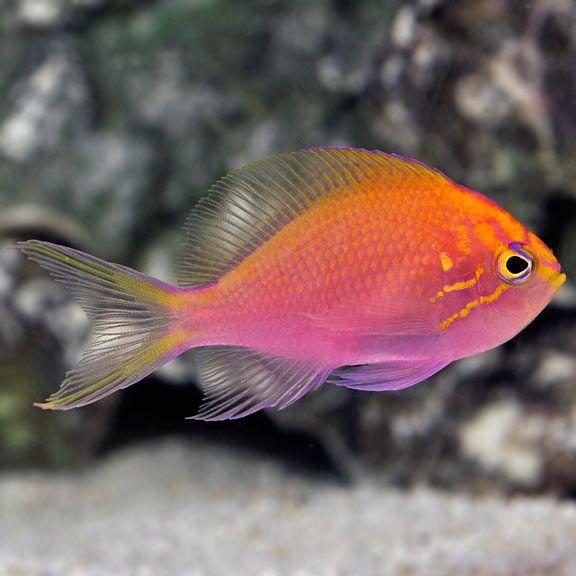 ANTHIAS:SUNBURST SM