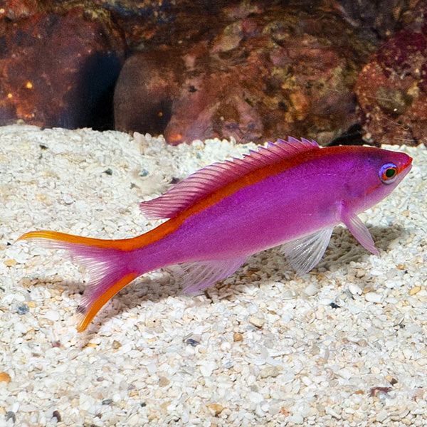 ANTHIAS:PURPLE QUEEN
