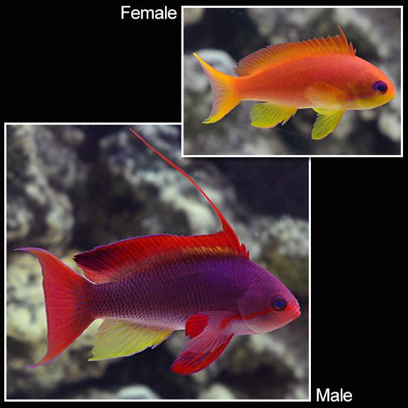 ANTHIAS:SQUAMIPINNIS;MALE