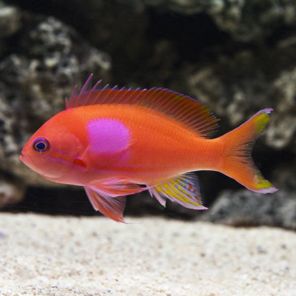 ANTHIAS:SQUARE BLOCK,FEMALE