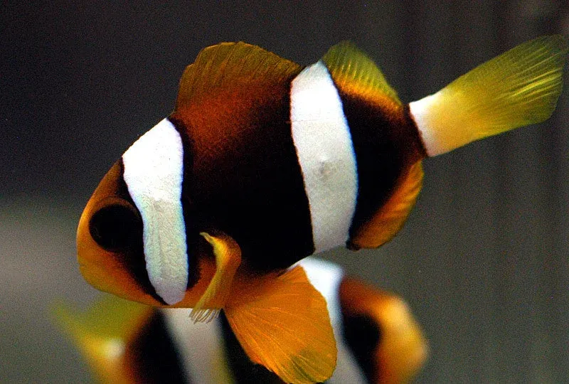 CLOWN:CLARKII MED