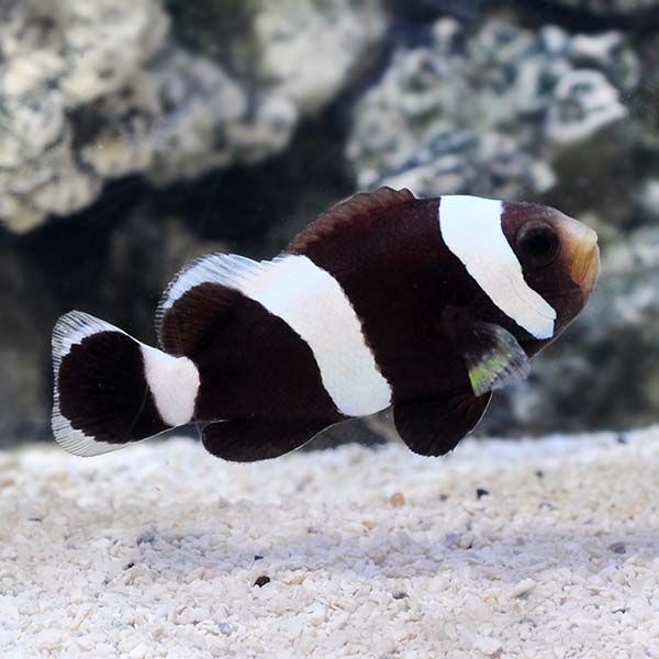 CLOWN:BLACK SADDLE MED