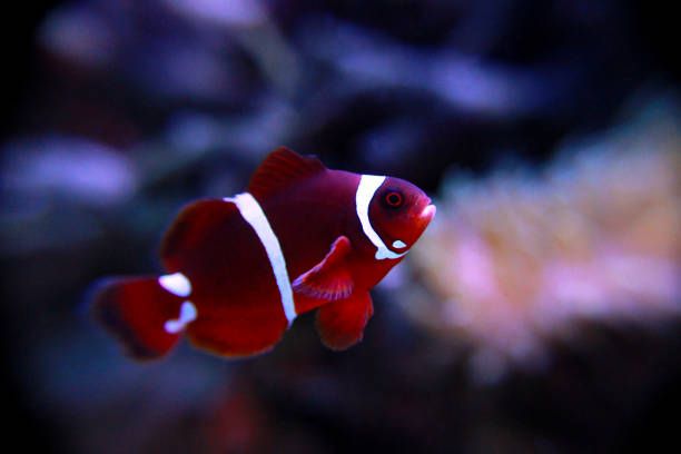 CLOWN:MAROON MED