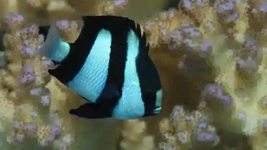 DAMSEL:3 STRIPE