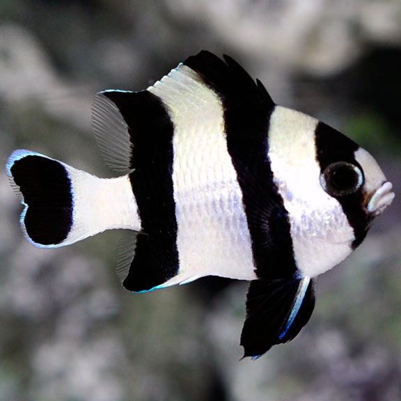 DAMSEL:4 STRIPE