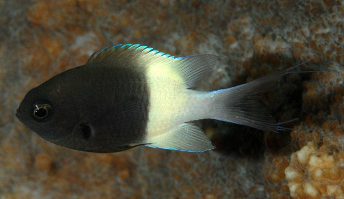 DAMSEL:BICOLOR CHROMIS