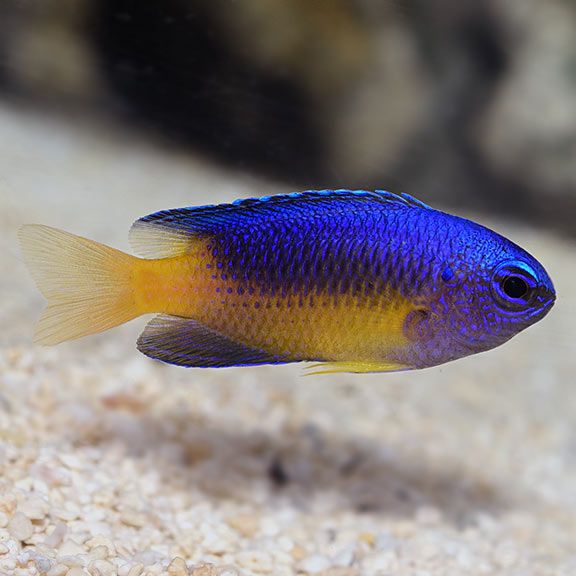 DAMSEL:BLUE AND GOLD