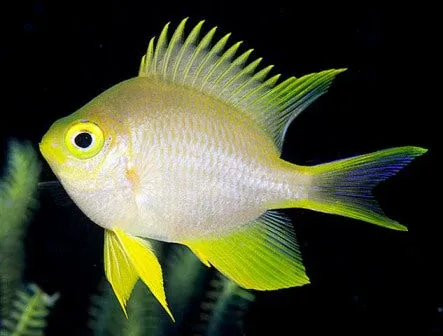 DAMSEL:STAGHORN;YELLOW