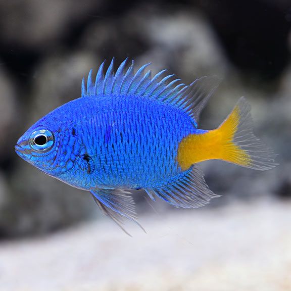 DAMSEL:YELLOW TAIL