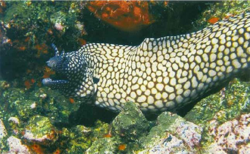 Flagged moray eel