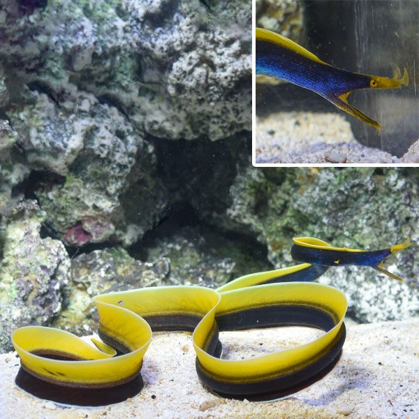 EEL:RIBBON,BLUE