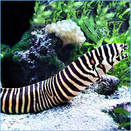 EEL:ZEBRA