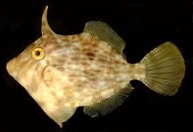 Aiptasia Eating Filefish