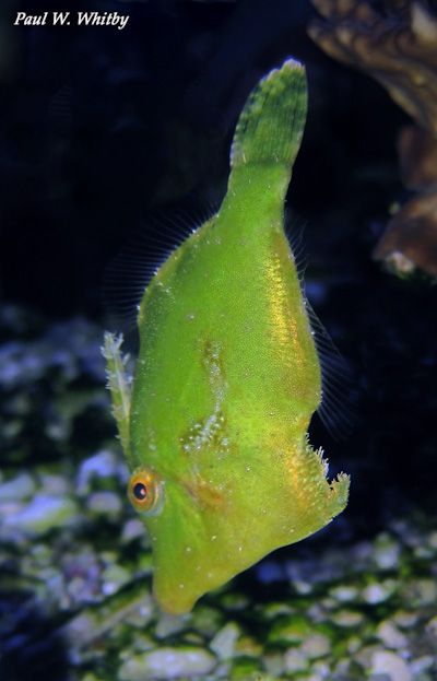 FILEFISH:GREEN